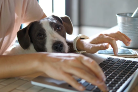 Zasady bezpiecznego korzystania z bankowości internetowej e25